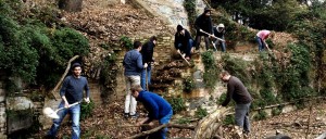 Forest Management & Forest Garden